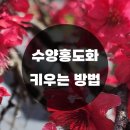 수양 이미지