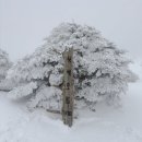 동산샘터 | 제주도 2박 3일 여행 - 3일차 : 한라산 윗세오름 설산 등린이 완등, 어리목에서 영실 코스로 안...