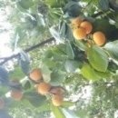 감나무골집 이미지