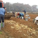 단풍흑염소 농장 이미지