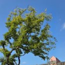 진산대로 이미지