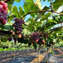 갈기산농장 이미지