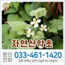 인제건강약초 네이버블로그