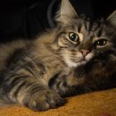 고양이숲 이미지