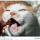 고양이이야기 이미지
