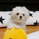 단비동물병원 이미지