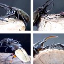 아라곤충 이미지