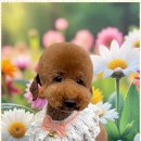 우리 펫 살롱 이미지