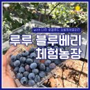 루루 블루베리 체험농장