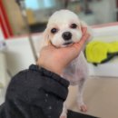 땡자네 묭실 이미지