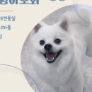 멍멍아 또 와 네이버블로그