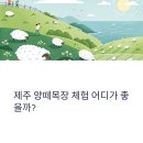 연계목장 | 제주 양떼목장 체험 어디가 좋을까? 바램목장 vs 애월 양떼목장 비교 완전 정리