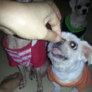 까미랑 몽이 이미지