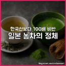 녹차 말차 맛차 차이, 1g당 100배 벌어지는 이유