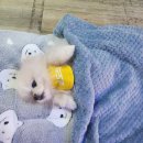 멍실 | 청주애견유치원 멍실유치원&amp;애견호텔 이용후기