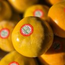 낙천농장 | 당도높은 유곡농원 진주단감 이야기