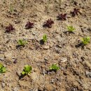 상추네 민박 이미지