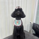 무거동 봄이네 이미지