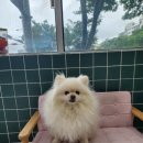 멍데렐라 - 김해시 금관대로1183번길 3-7 | 울산 강아지 미용실 애견 미용 가위컷 곰돌이컷 내돈내산