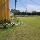 똥강아지 애견 이미지