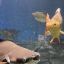 힘쎈수달 이미지