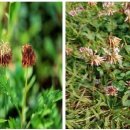 네잎클로버 이미지