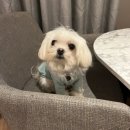 로비펫 | 강릉 세인트존스호텔 펫룸 &amp; 부대시설 (앙빵 로비 라운지 bar, 쓰리밀즈 조식) 애견동반 이용 후기