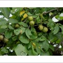 호두나무 이미지