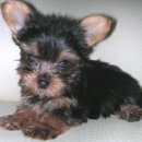 귀여운 강아지 이미지