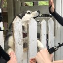 유진흑염소 이미지