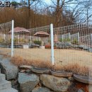 스타애견 티스토리