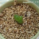 초록정원 이미지