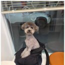 우리애견 | 중랑구애견미용 우리 조이 변신 후기 공유합니다 :)