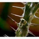 가시(thorn)