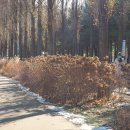 경춘대로 이미지