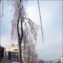 꽃다지 - 의정부시 송산로 1170 | 꽃다지