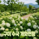 꽃담원 | 구미 수국개화현황 6월 실시간 방문후기