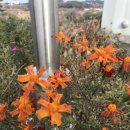 옛터막걸리 이미지