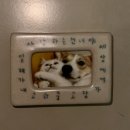 헬로펫샵 | 바이 썸머