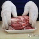 선양돼지 이미지