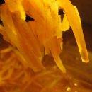 오렌지필 이미지