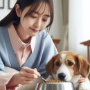 강아지결석관리, 결석 수술 후 생식, 자연식, 화식, 습식사료에 대해_3탄