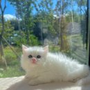 일산고양이분양 라라캣츠 이미지