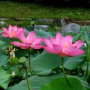 호수가 풍경소리 이미지