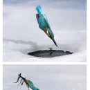삼조 이미지