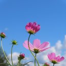 연천호로고루 이미지