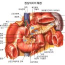 비장과 췌장의 위치와 임무 이미지