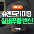 슈앤트리 이미지