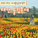 36 | 2026 태안 튤립축제 다녀온 솔직 후기 가족여행 봄나들이 추천