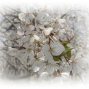 신한고등학교 이미지